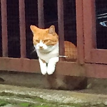 kumakumaleonald's profile picture. 