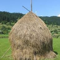 Umut80860627's profile picture. Almanya'ya kaçacağım