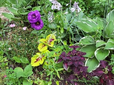 GardenPeace9's profile picture. Love to garden, fish and the outdoors.  Without peace of mind you have nothing.