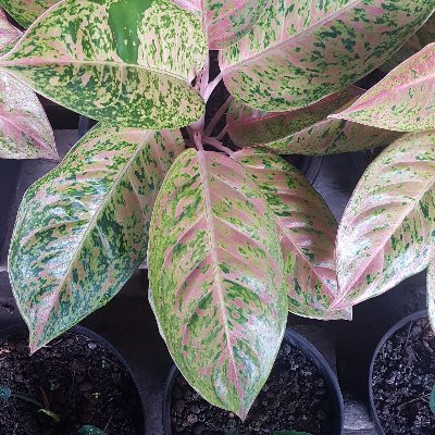 NanaNasya9's profile picture. ALLAH  itu dipatuhi dgn Ilmu