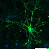 uwberndtlab (@uwberndtlab) 's Twitter Profile