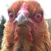 AS (@alexstelmacov) Twitter profile photo AS (@alexstelmacov) Twitter profile photo