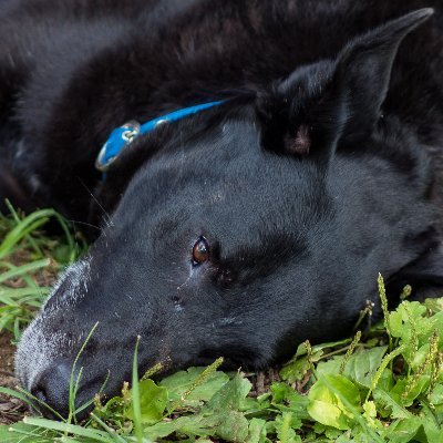 Tango_Doggy's profile picture. """Follower of 100 people." - Nicola" - Tango" - We
