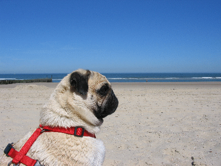 blupug's profile picture. 