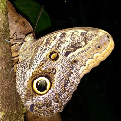 Écologue biostatisticien 
Naturaliste 🦇🦋🏵🐞🦔🐾🦅
#Biodiversity #ComputEcology #BirdsEcology
Spectateur du suicide collectif de l'humanité