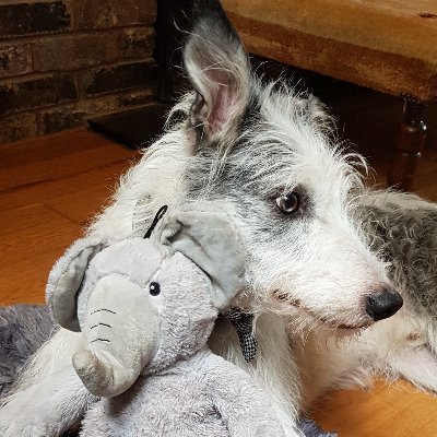 Merlin William Riley ❤
Recovering from major spine surgery
I'm 8
Love toys,walks,treats
https://t.co/jQ8lUvk4T9…