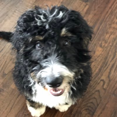 bexarbernedoodl's profile picture. MAGA and DOGE Dog ....
Food stealer extraordinare ....
Professional sleeper and lounger
