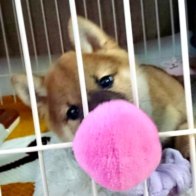 柴犬のコチョ♂7歳(ゴマ、巻尻尾)です🐕元気でやんちゃで甘えん坊🐕✨柴犬が大好きで、歴代柴犬ばかり😋無言イイね・フォロー失礼します🙇🏻‍♀️✨