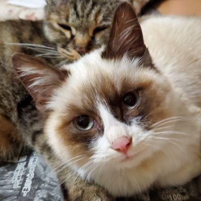 fGbghEbNebPcGTh's profile picture. ガンプラ、ミニタリーが大好きなおじさんです❗