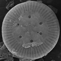 Paleolimnology Laboratory at Indiana State (@isupaleolimnlab) 's Twitter Profile Photo Paleolimnology Laboratory at Indiana State (@isupaleolimnlab) 's Twitter Profile Photo