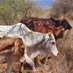 Mailua Farms (@mailuafarm) Twitter profile photo Mailua Farms (@mailuafarm) Twitter profile photo