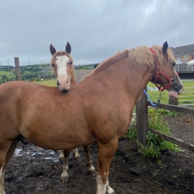 KOB941's profile picture. Kate... insta: kob.equestrian Making it work with two Welsh Ds. 🇬🇧