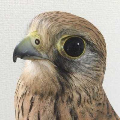 アカメカブトトカゲのブリーダーになりたい チョウゲンボウ♀ 源子 アプロマードファルコン♂ 弾正 アカメカブトトカゲ 虚無II♀熱帯魚 水草 アクアリウム メダカ 猛禽 トカゲ 爬虫類 日記 フォロバします