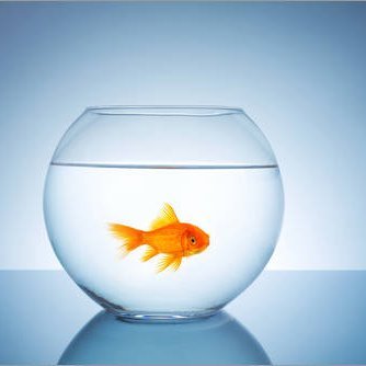 BIG-BANG: Démocratique, Monétaire, Ecologique, Citoyen, Instruction, Emancipation, Autonomisation Coopération, Cogestion Fraternité générale ! Réveillons nous !