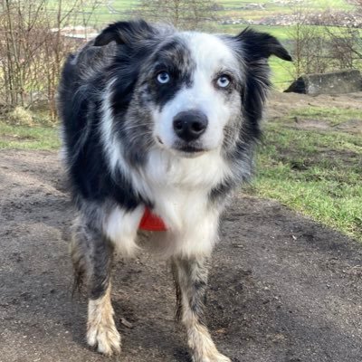 I’m a 6yr old border collie who’s just been diagnosed with hip dysplasia and arthritis. This doesn’t stop me being a monster dog 🤣