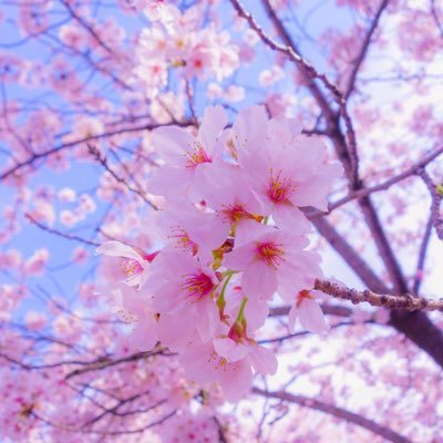 Mashael38269945's profile picture. ان الله على كل شيءٍ قدير