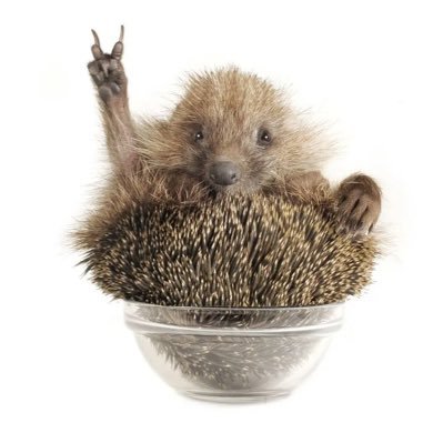 Ezis_rupjais's profile picture. Nav tiesību bez pienākumiem! Saku, ko domāju.