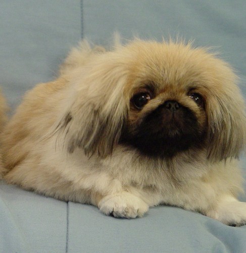 MindysMom2's profile picture. 