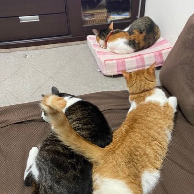 katsuki_haruhi's profile picture. 三毛猫にゃんこの 次女のピース❤ 茶トラ白 三女のルナ🌙 です 長女わんこ 夏月(かつき )長男 春陽(はるひ)ミックスのにゃんこ は 享年16歳で虹の橋を渡りました