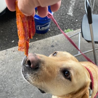 Just a Lab looking to exercise and eat Bacon at Salem’s