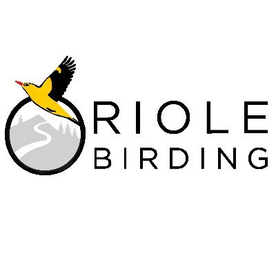 Oriole Birding