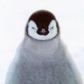 Un pinguino gobbo, arrabbiato ma fedele ad Allegri ⚪⚫🦓
Federico Chiesa ovunque proteggimi