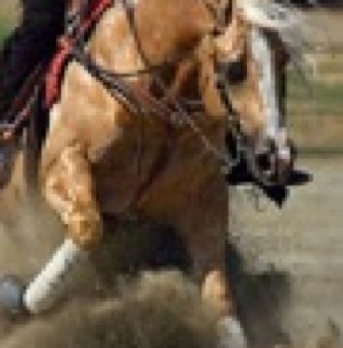 Charro de corazón, Ganadería, Bovinos, Porcinos.