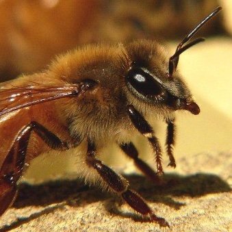 TheAngryBee1's profile picture. Libertarian views when it comes to medical interventions. Looking for others who stand against covid fanaticism. Lawyer. Actually angry. Not actually a bee.