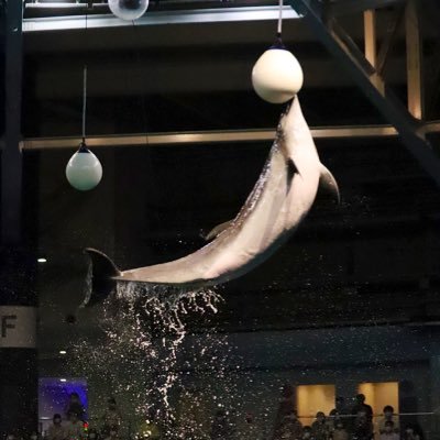 Beluga0304's profile picture. 社会人 全国の水族館に行きたい 海の生き物が好きな人フォロー大歓迎！色んな水族館の年パス持ち イルカと泳ぎたい…