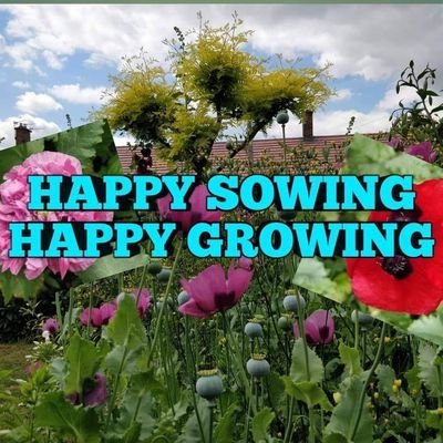 I live to garden and garden to live I enjoy growing English cottage garden flowers and poppys please visit my YouTube channel Happy Sowing Happy Growing