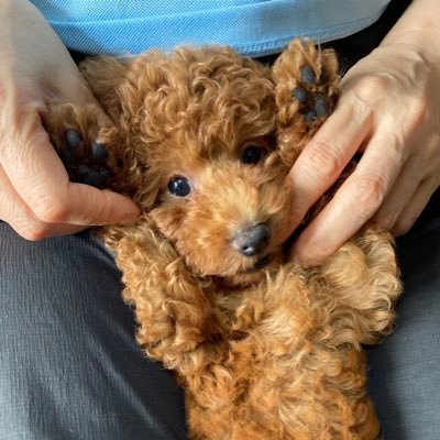 トイプードル 2021.5.3生♂おしゃべりでやんちゃ🐶振り回されるダメ飼い主ですがよろしくお願いします。時々CARP⚾️も呟きます。フォロー、RT、いいね感謝💕コメントのお返事遅くてすいません😓お返事漏れてたらもっとごめんなさい🙏