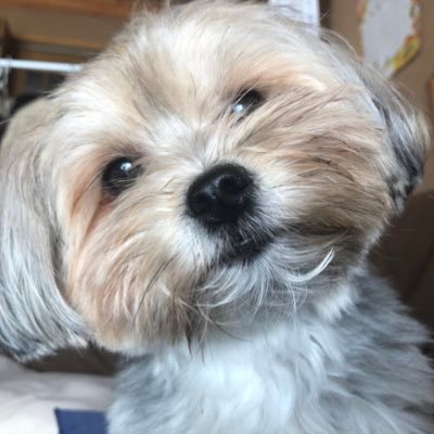 競馬。リトグリ関連のツイートもたまにします(笑)