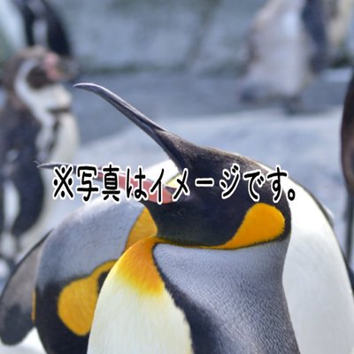 ひ ペンギンの姿 V Twitter フォロワーディズニーシーに行く時教えて欲しい お使い 頼まれてくれ