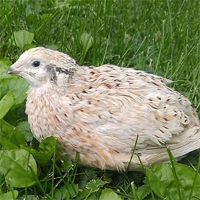 awsumns's profile picture. 