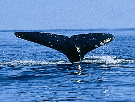whale_watch's profile picture. Visitor Information for the Eurobodalla region with a particular interest in current whale watching