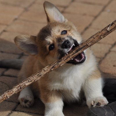 Corgi The Low Rider