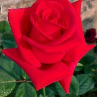 احمد الساعدي (@ak1v3eeqbgrbq6o) 's Twitter Profile