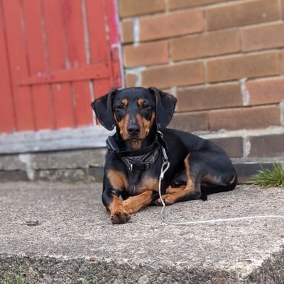 DachshundLouie's profile picture. I'm looking to make friends, My name is Louie I am 2 years old, I rescued from Romania, when I was 3 mths old. I love walks and playing with other dogs x