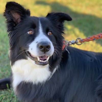 catcher102's profile picture. retired geezer who moved some iron back when....Tesla enthusiast.