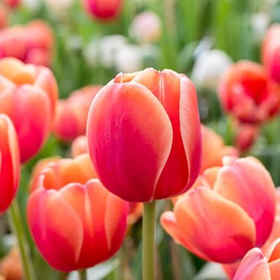 sa_ma_ch's profile picture. Conservadora. Creo en la justicia social.