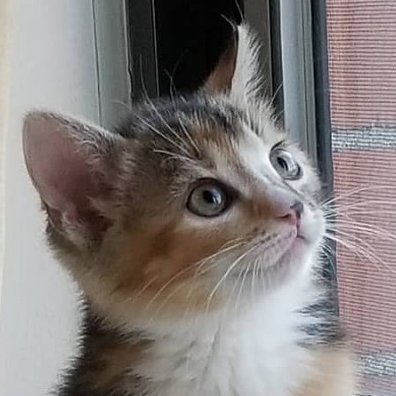Hazel_N01's profile picture. learning programming