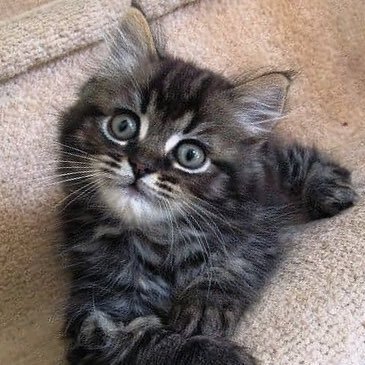 SweetyMehra14's profile picture. I talk about things