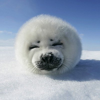 Matthew77049910's profile picture. Am seal