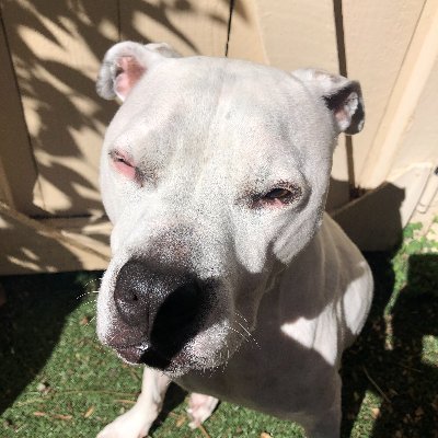 silverbreh's profile picture. 