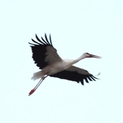 Malvoleo's profile picture. 