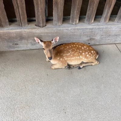 こんにちは。 三重県在住、奈良県出身、平成2年生まれです。分からないこともありますが、色んなニュースを見たいと思います。 宜しくお願いします。読書、ディズニー、ピクサー、イルミネーション、ジブリ、プロ野球観戦（広島カープが特に好きです。）、緑黄色社会、backnumberが好きです。