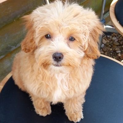 MaltipooMac's profile picture. Cheeky, mishevious soooooo cute