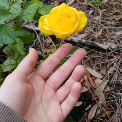 Mintystripes73's profile picture. 