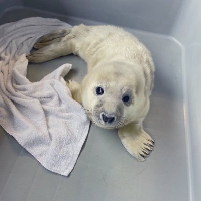 British Divers Marine Life Rescue Northumberland, dedicated to the wellbeing and rescue of marine animals in distress in the Northumberland area.
Part of @BDMLR