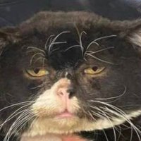 文脈なしセファ (@sefasilent) 's Twitter Profile